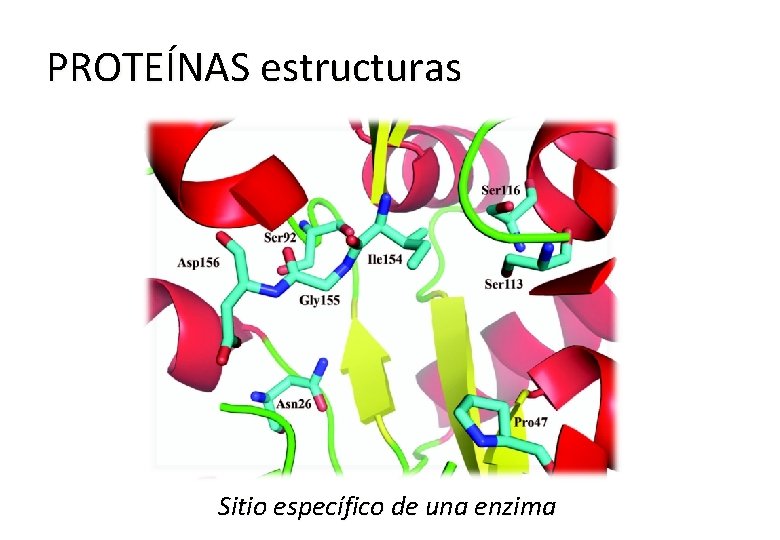 PROTEÍNAS estructuras Sitio específico de una enzima 