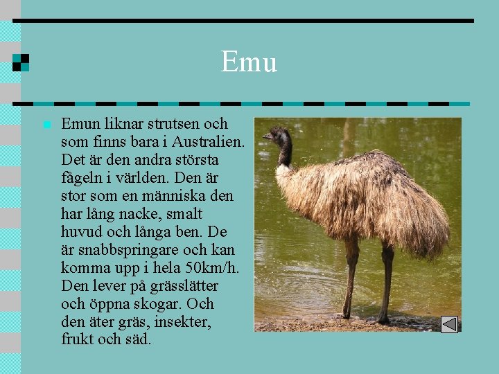 Emu n Emun liknar strutsen och som finns bara i Australien. Det är den