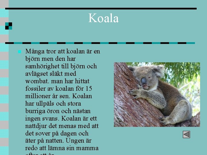 Koala n Många tror att koalan är en björn men den har samhörighet till