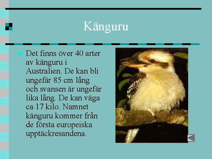 Känguru n Det finns över 40 arter av känguru i Australien. De kan bli