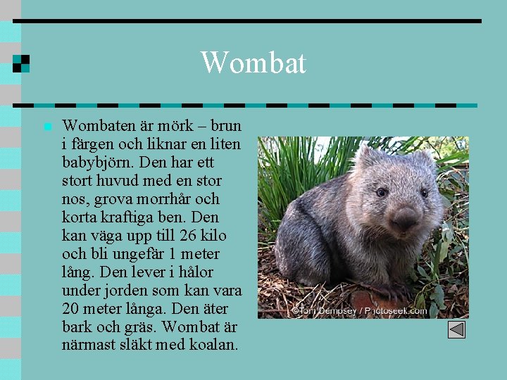 Wombat n Wombaten är mörk – brun i färgen och liknar en liten babybjörn.