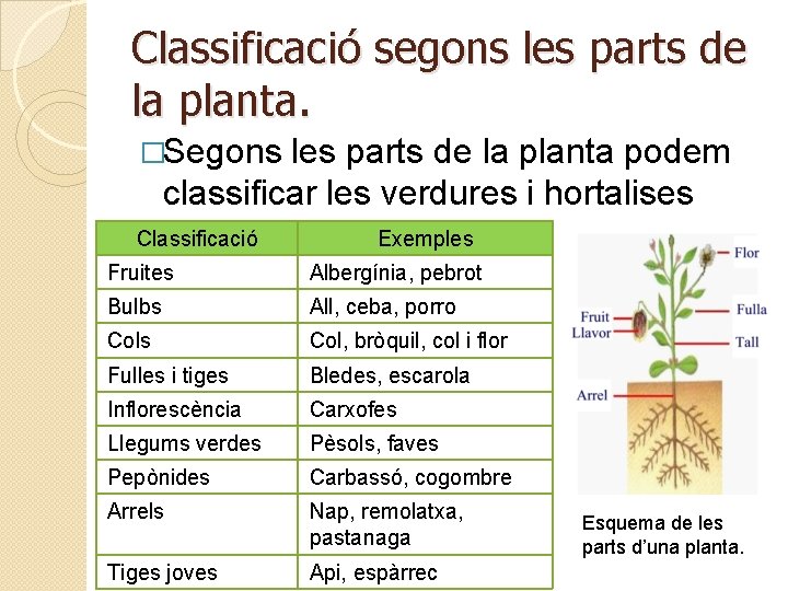 Classificació segons les parts de la planta. �Segons les parts de la planta podem