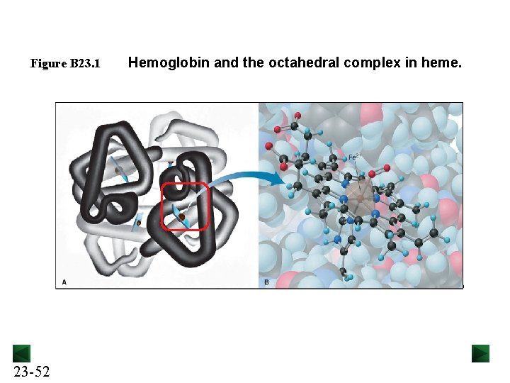 Figure B 23. 1 23 -52 Hemoglobin and the octahedral complex in heme. 