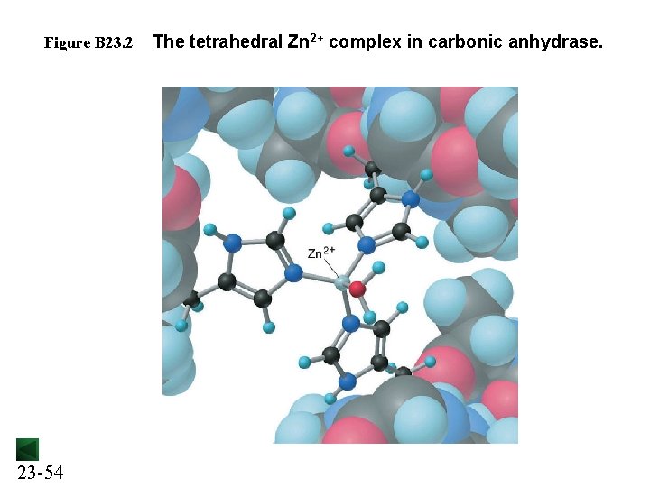 Figure B 23. 2 23 -54 The tetrahedral Zn 2+ complex in carbonic anhydrase.