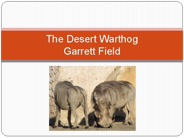 The Desert Warthog Garrett Field 