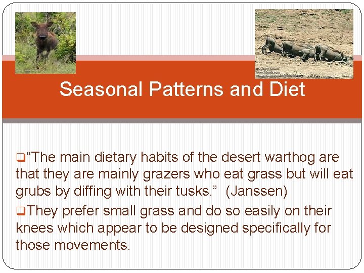 Seasonal Patterns and Diet q“The main dietary habits of the desert warthog are that