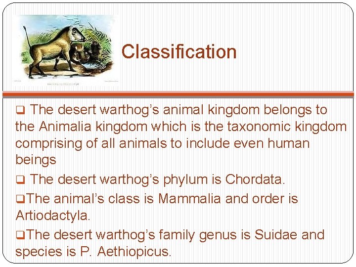 Classification q The desert warthog’s animal kingdom belongs to the Animalia kingdom which is