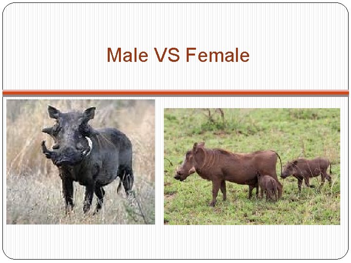 Male VS Female 