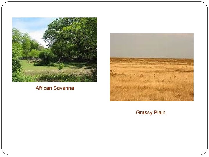 African Savanna Grassy Plain 