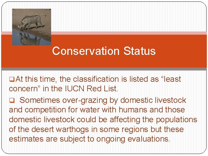 Conservation Status q. At this time, the classification is listed as “least concern” in