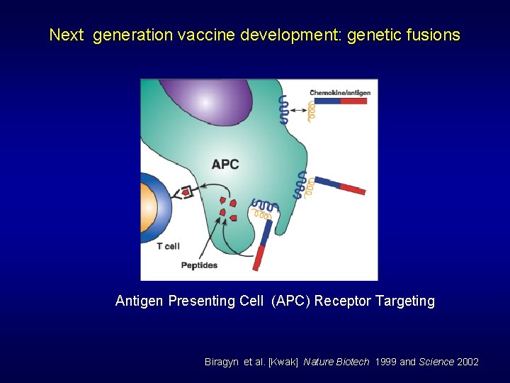 Next generation vaccine development: genetic fusions Antigen Presenting Cell (APC) Receptor Targeting Biragyn et