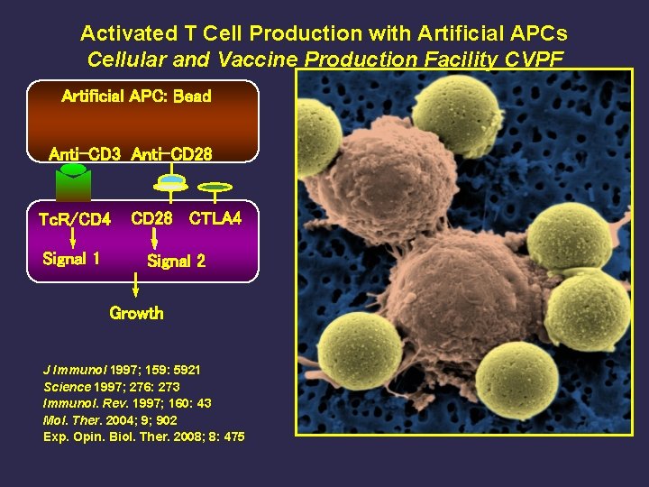 Activated T Cell Production with Artificial APCs Cellular and Vaccine Production Facility CVPF Artificial
