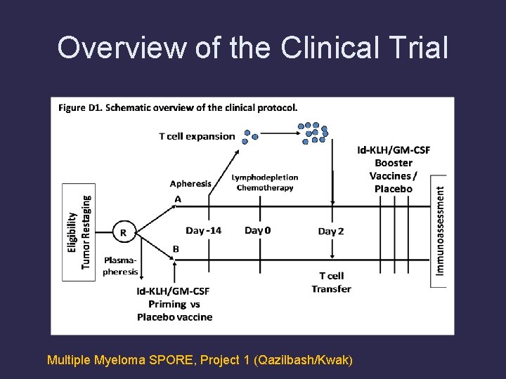 Overview of the Clinical Trial Multiple Myeloma SPORE, Project 1 (Qazilbash/Kwak) 