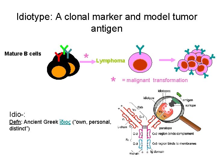 Idiotype: A clonal marker and model tumor antigen Mature B cells * Lymphoma *