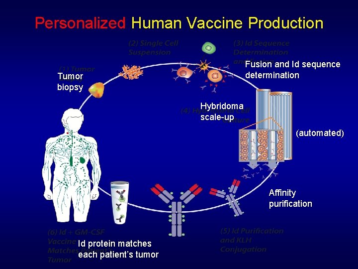 Personalized Human Vaccine Production Fusion and Id sequence determination Tumor biopsy Hybridoma scale-up (automated)