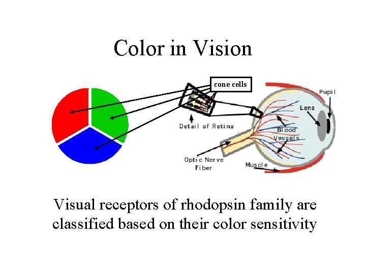 Color in Vision cone cells Visual receptors of rhodopsin family are classified based on