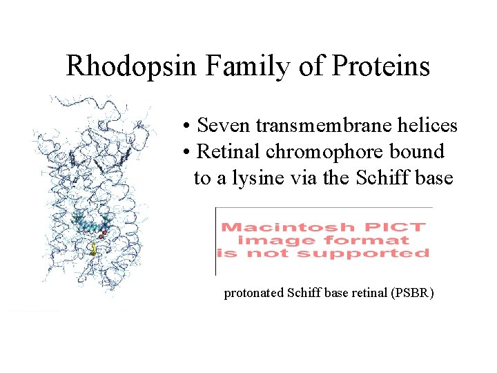 Rhodopsin Family of Proteins • Seven transmembrane helices • Retinal chromophore bound to a