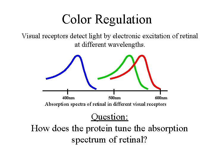 Color Regulation Visual receptors detect light by electronic excitation of retinal at different wavelengths.