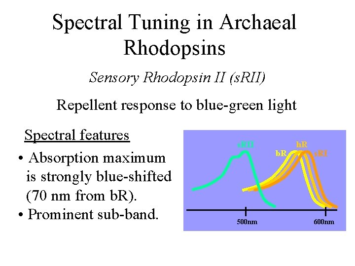 Spectral Tuning in Archaeal Rhodopsins Sensory Rhodopsin II (s. RII) Repellent response to blue-green