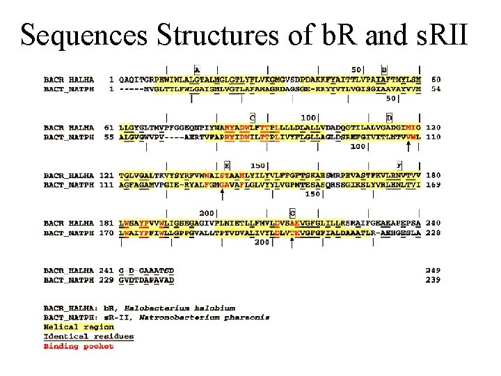 Sequences Structures of b. R and s. RII 