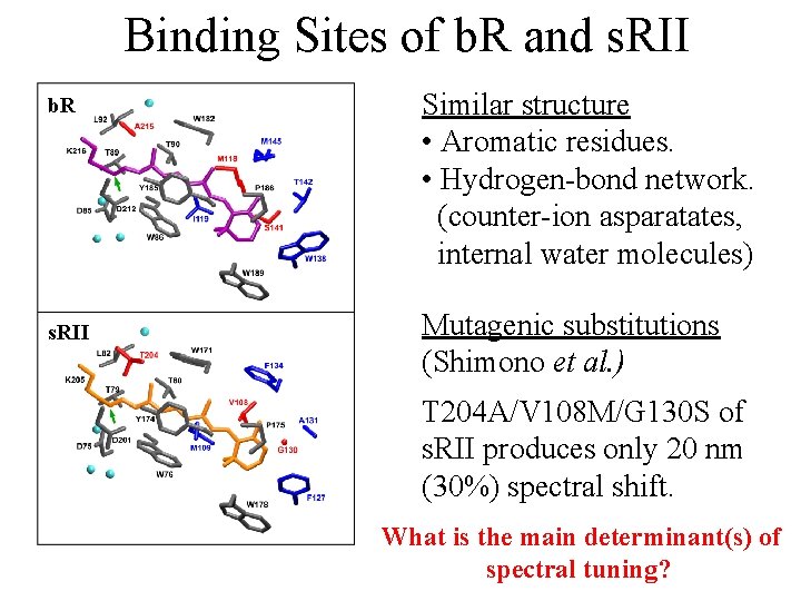 Binding Sites of b. R and s. RII b. R s. RII Similar structure