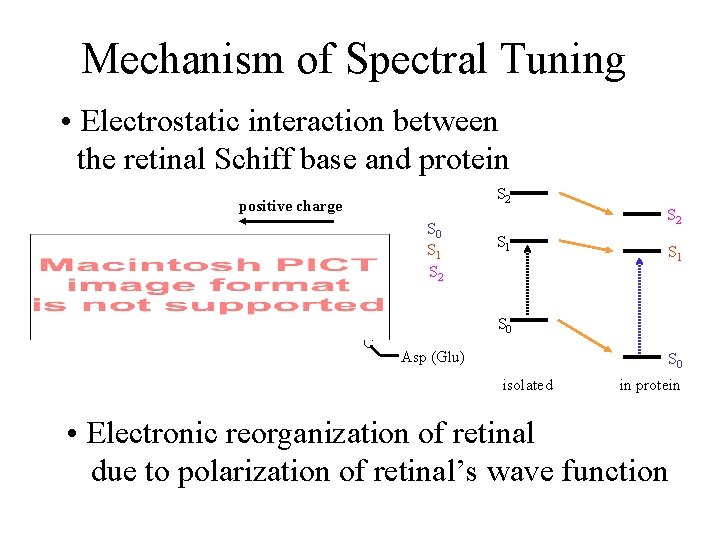 Mechanism of Spectral Tuning • Electrostatic interaction between the retinal Schiff base and protein