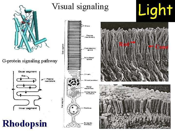 Light Visual signaling Rod G-protein signaling pathway Rhodopsin Cone 