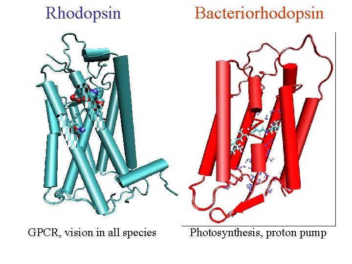 Rhodopsin GPCR, vision in all species Bacteriorhodopsin Photosynthesis, proton pump 