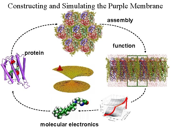 Constructing and Simulating the Purple Membrane assembly function protein b b b Vibrational Spectroscopy
