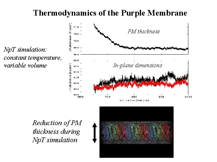Thermodynamics of the Purple Membrane PM thickness Np. T simulation: constant temperature, variable volume