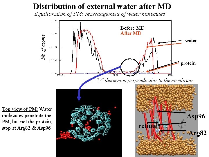 Distribution of external water after MD Nb of atoms Equilibration of PM: rearrangement of