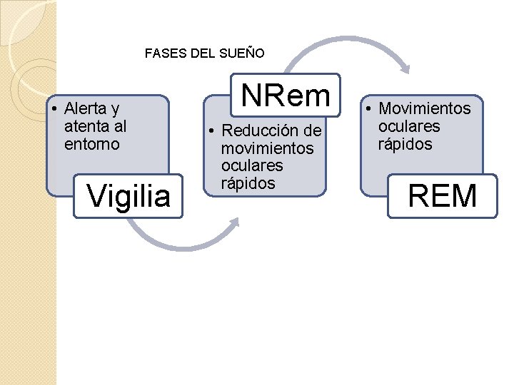 FASES DEL SUEÑO • Alerta y atenta al entorno Vigilia NRem • Reducción de