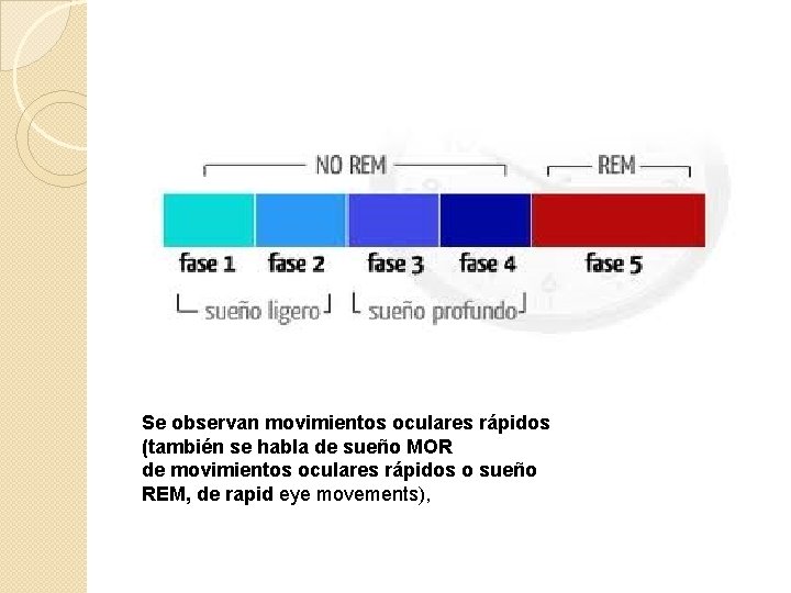 Se observan movimientos oculares rápidos (también se habla de sueño MOR de movimientos oculares