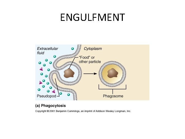 INFLAMMATION LECTURE 3 DR HEYAM AWAD FRCPATH INFLAMMATORY