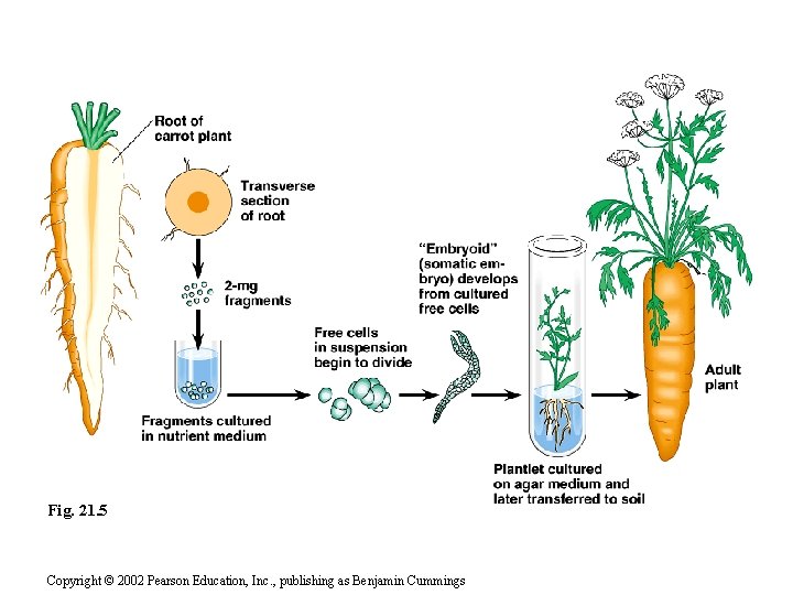 CHAPTER 21 THE GENETIC BASIS OF DEVELOPMENT Section