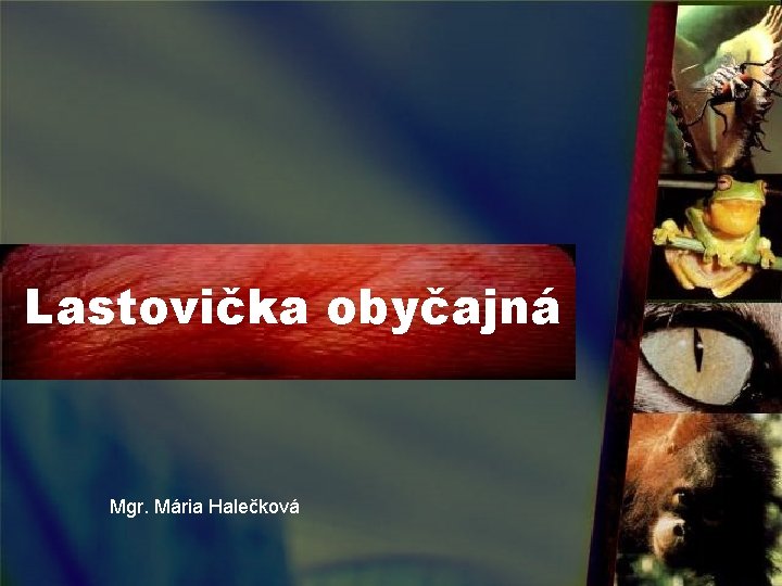 Lastovička obyčajná Mgr. Mária Halečková 