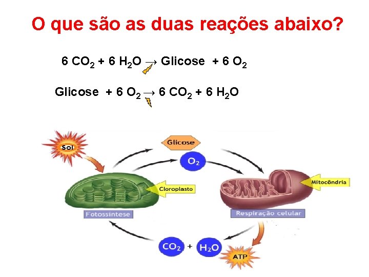 O que são as duas reações abaixo? 6 CO 2 + 6 H 2