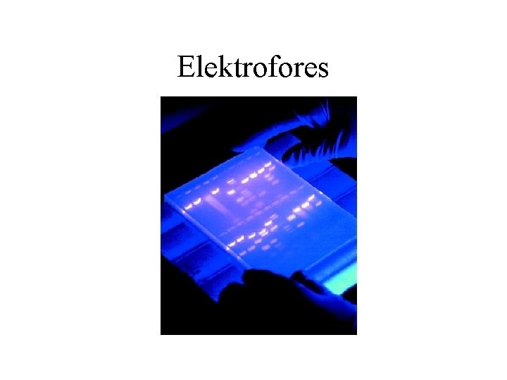 Elektrofores 