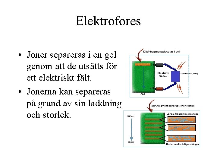 Elektrofores • Joner separeras i en gel genom att de utsätts för ett elektriskt