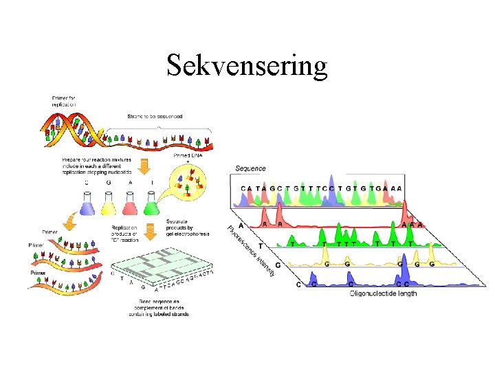 Sekvensering 