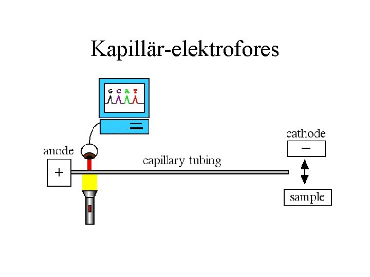 Kapillär-elektrofores 