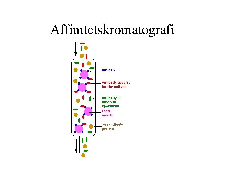 Affinitetskromatografi 