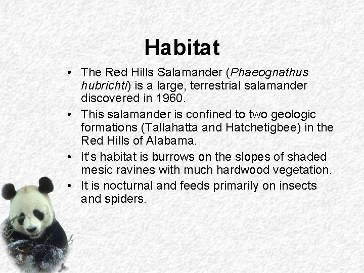 Habitat • The Red Hills Salamander (Phaeognathus hubrichti) is a large, terrestrial salamander discovered Habitat • The Red Hills Salamander (Phaeognathus hubrichti) is a large, terrestrial salamander discovered
