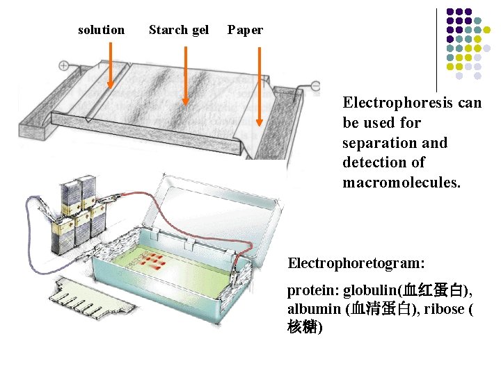 solution Starch gel Paper Electrophoresis can be used for separation and detection of macromolecules.