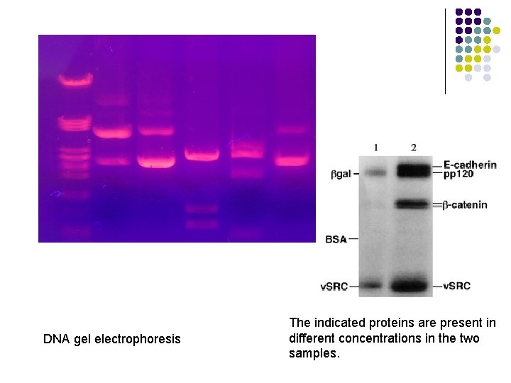 DNA gel electrophoresis The indicated proteins are present in different concentrations in the two