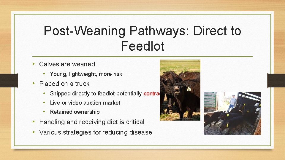 Post-Weaning Pathways: Direct to Feedlot • Calves are weaned • Young, lightweight, more risk