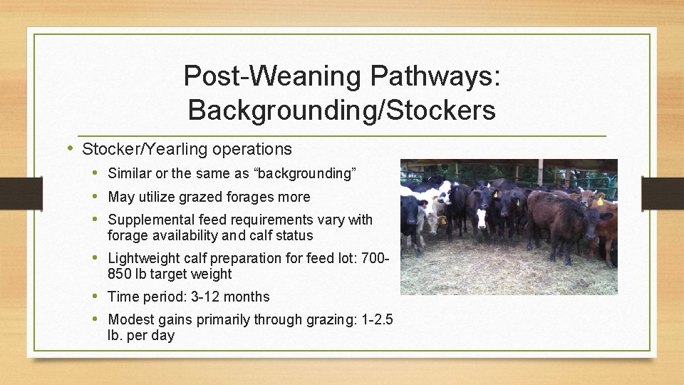 Post-Weaning Pathways: Backgrounding/Stockers • Stocker/Yearling operations • Similar or the same as “backgrounding” •