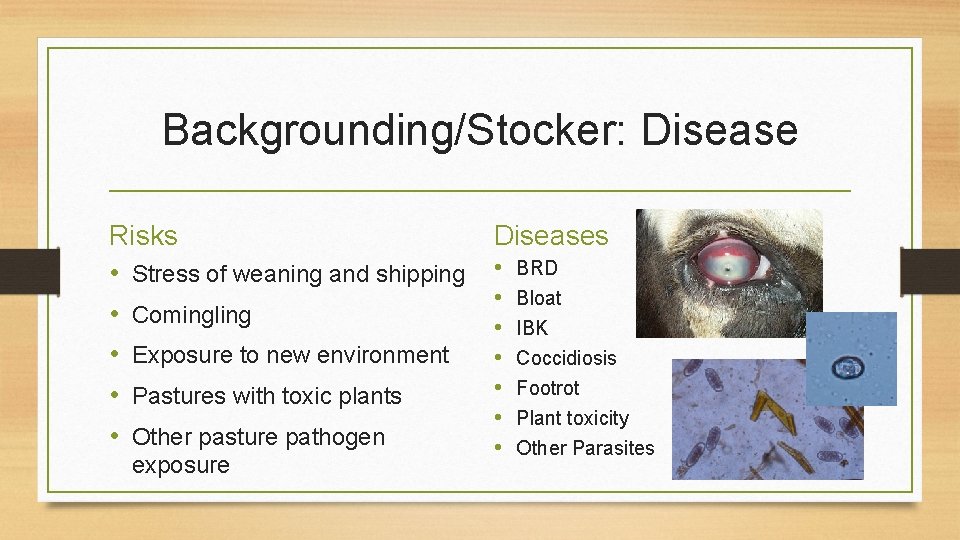 Backgrounding/Stocker: Disease Risks • Stress of weaning and shipping • Comingling • Exposure to