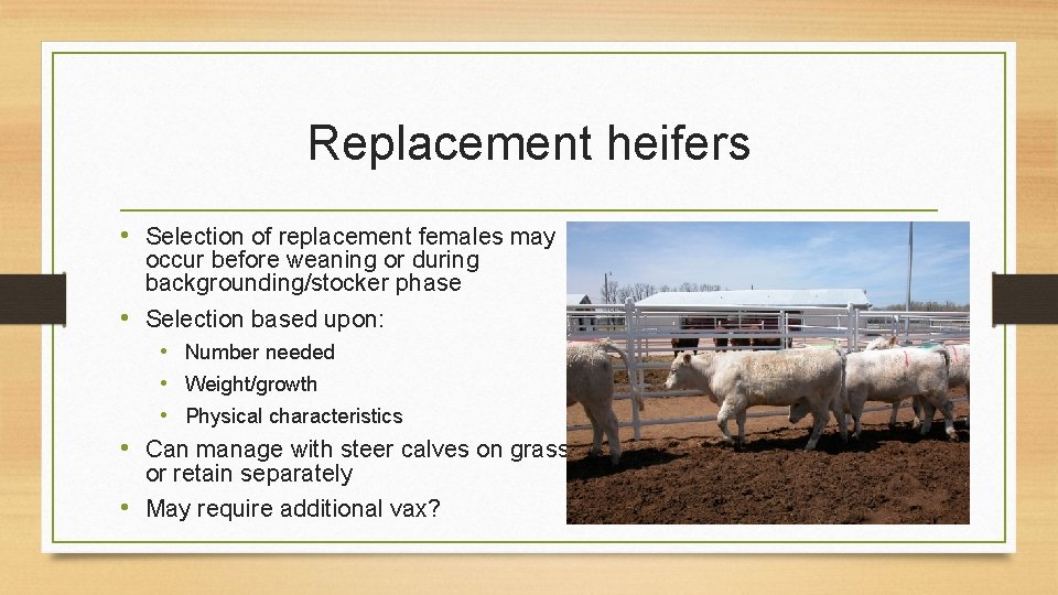 Replacement heifers • Selection of replacement females may occur before weaning or during backgrounding/stocker