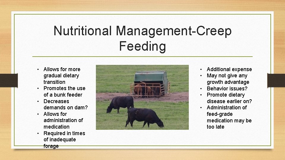 Nutritional Management-Creep Feeding • Allows for more gradual dietary transition • Promotes the use